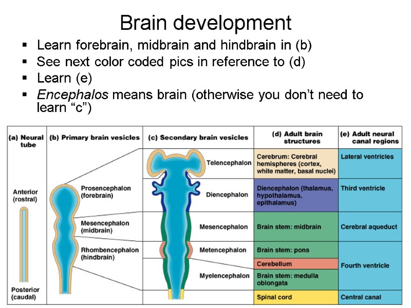 Brain development  Learn forebrain, midbrain and hindbrain in (b)  See next color